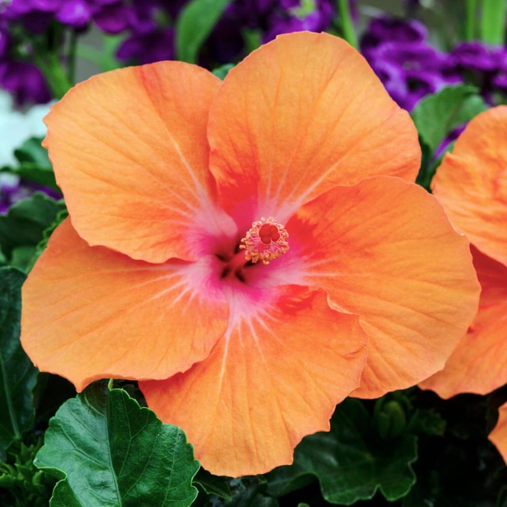 Hibiscus Rio Clara Orange Delight - Ladybird Nursery
