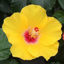Hibiscus Rio Clara Sunshine Yellow - Ladybird Nursery