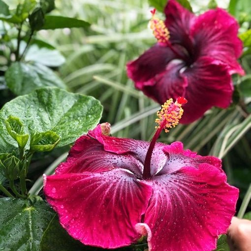 Hibiscus Assorted (Hibiscus spp.) - Ladybird Nursery