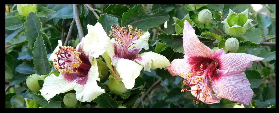 Hibiscus 'Insularis' (Phillip Island Hibiscus) - Ladybird Nursery