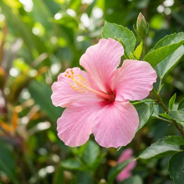 Hibiscus 'Pink Chiffon' (Hibiscus rosa - sinensis) - Ladybird Nursery
