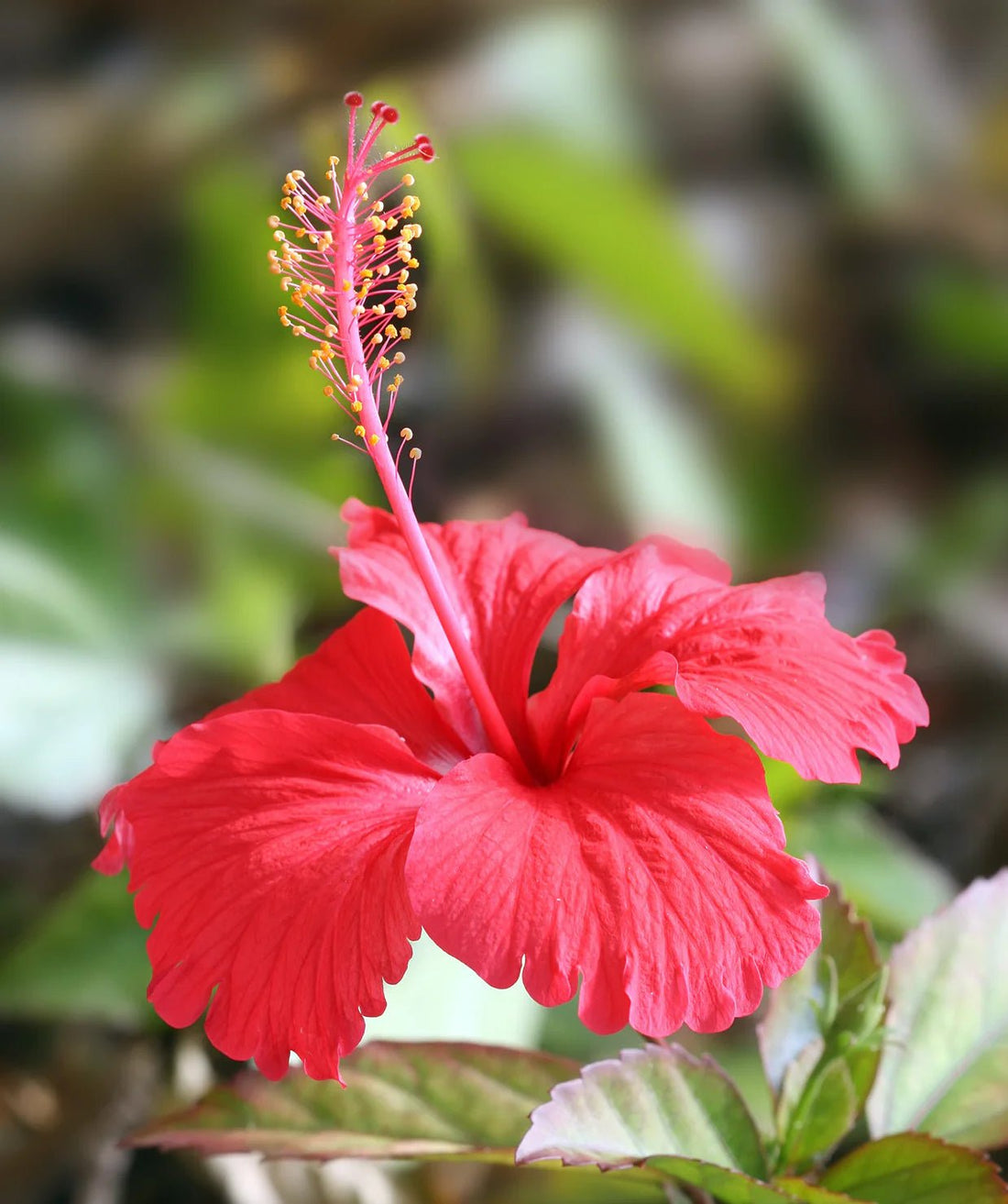Hibiscus Aloha - Ladybird Nursery