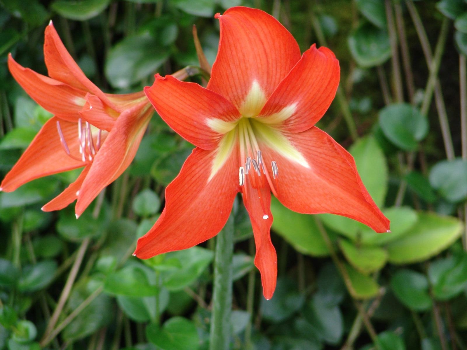Barbados Lily (Hippeastrum equestre) - Ladybird Nursery