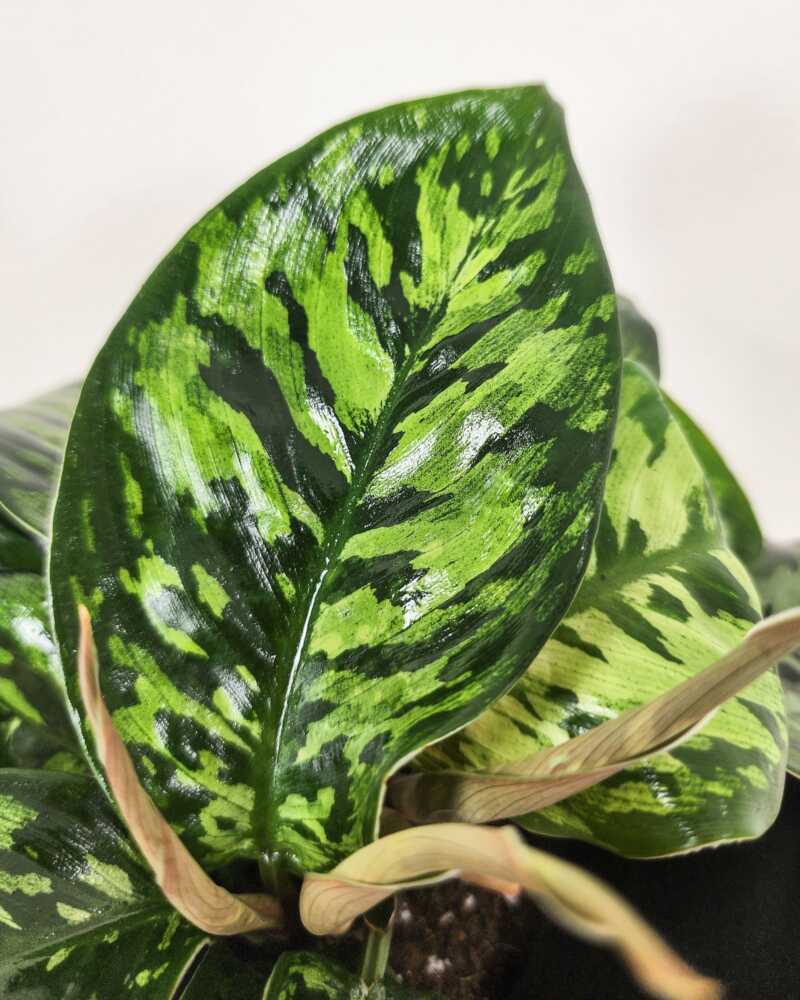 Homalomena Camouflage - Ladybird Nursery