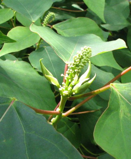 Bleeding Heart Tree (Homalanthus populifolius) - Ladybird Nursery