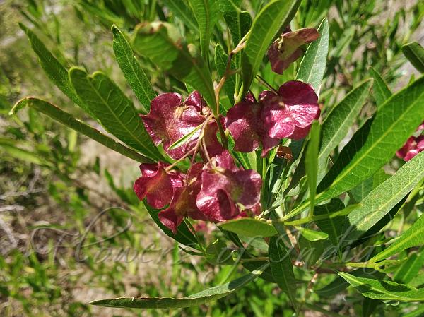 Hop Bush (Dodonaea viscosa) - Ladybird Nursery