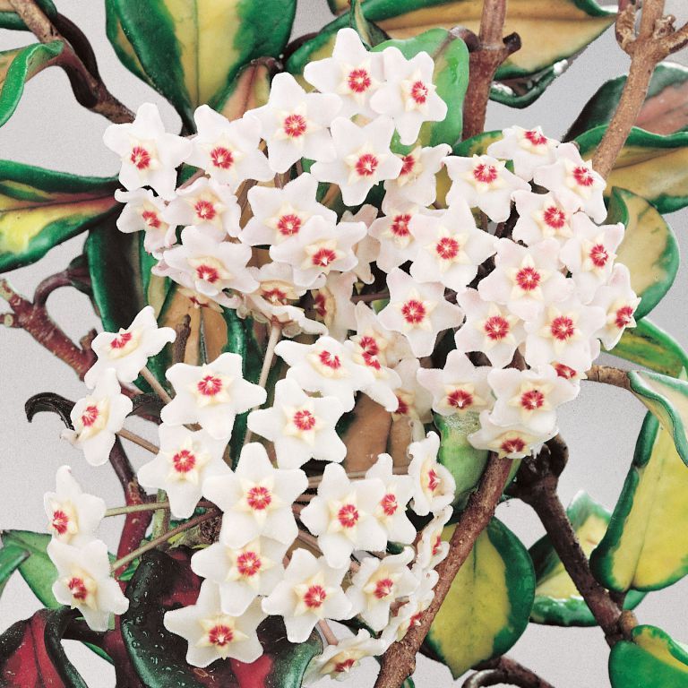 Hoya carnosa 'Purple Pride'