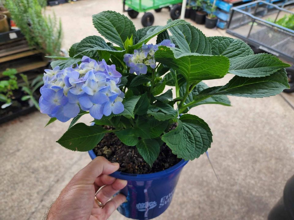 Hydrangea The Original Blue - Ladybird Nursery