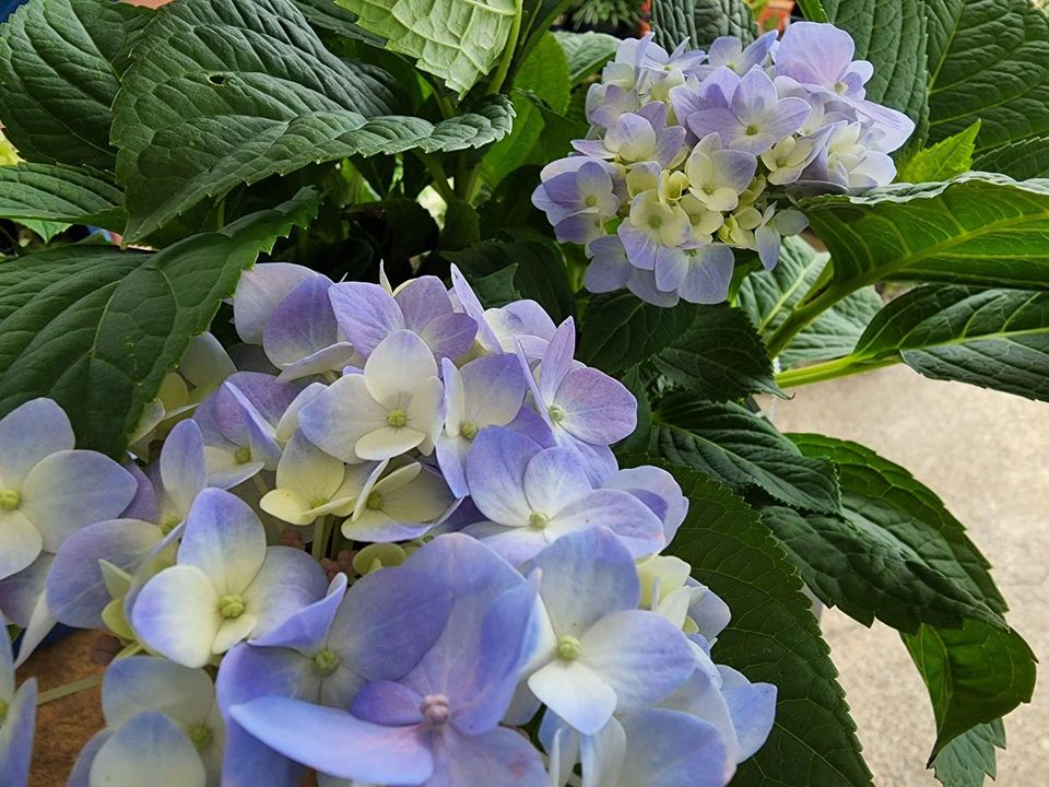 Hydrangea The Original Blue - Ladybird Nursery