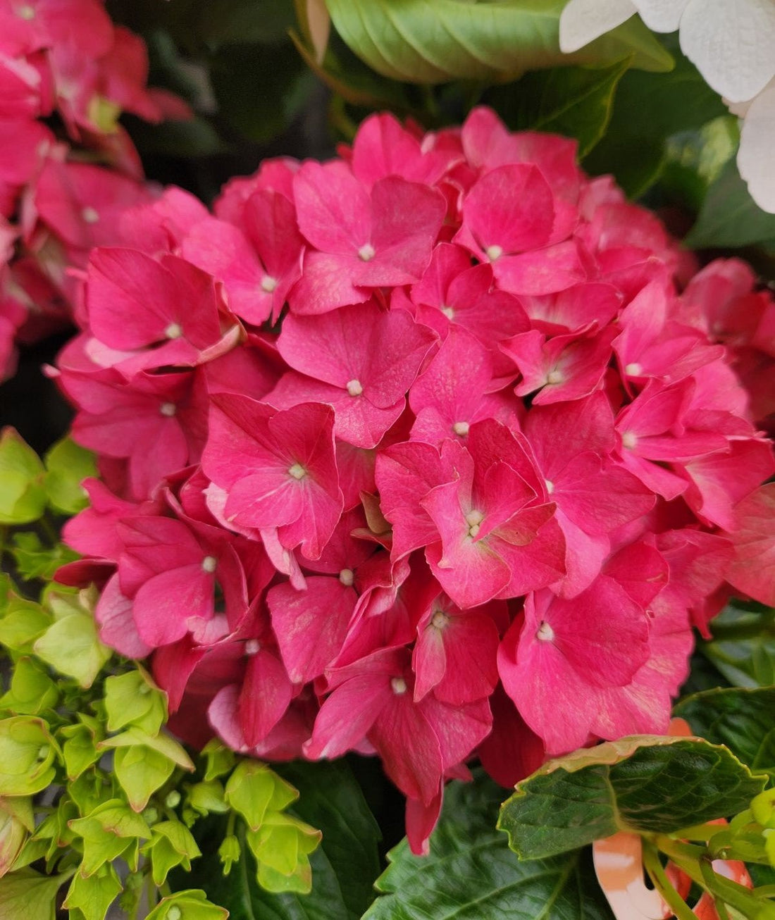 Hydrangea Tea Time™ Red - Ladybird Nursery