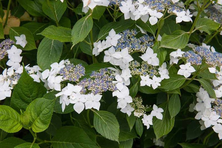 Bigleaf Hydrangea Lacecap White (Hydrangea macrophylla) - Ladybird Nursery