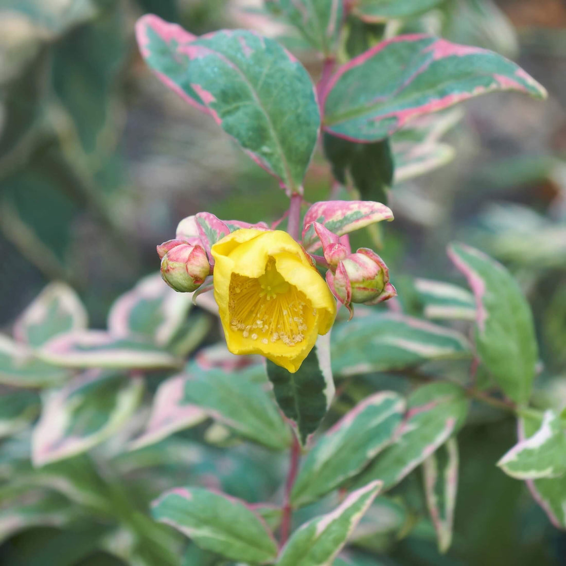 St. John's Wort Tricolour (Hypericum moserianum) - Ladybird Nursery