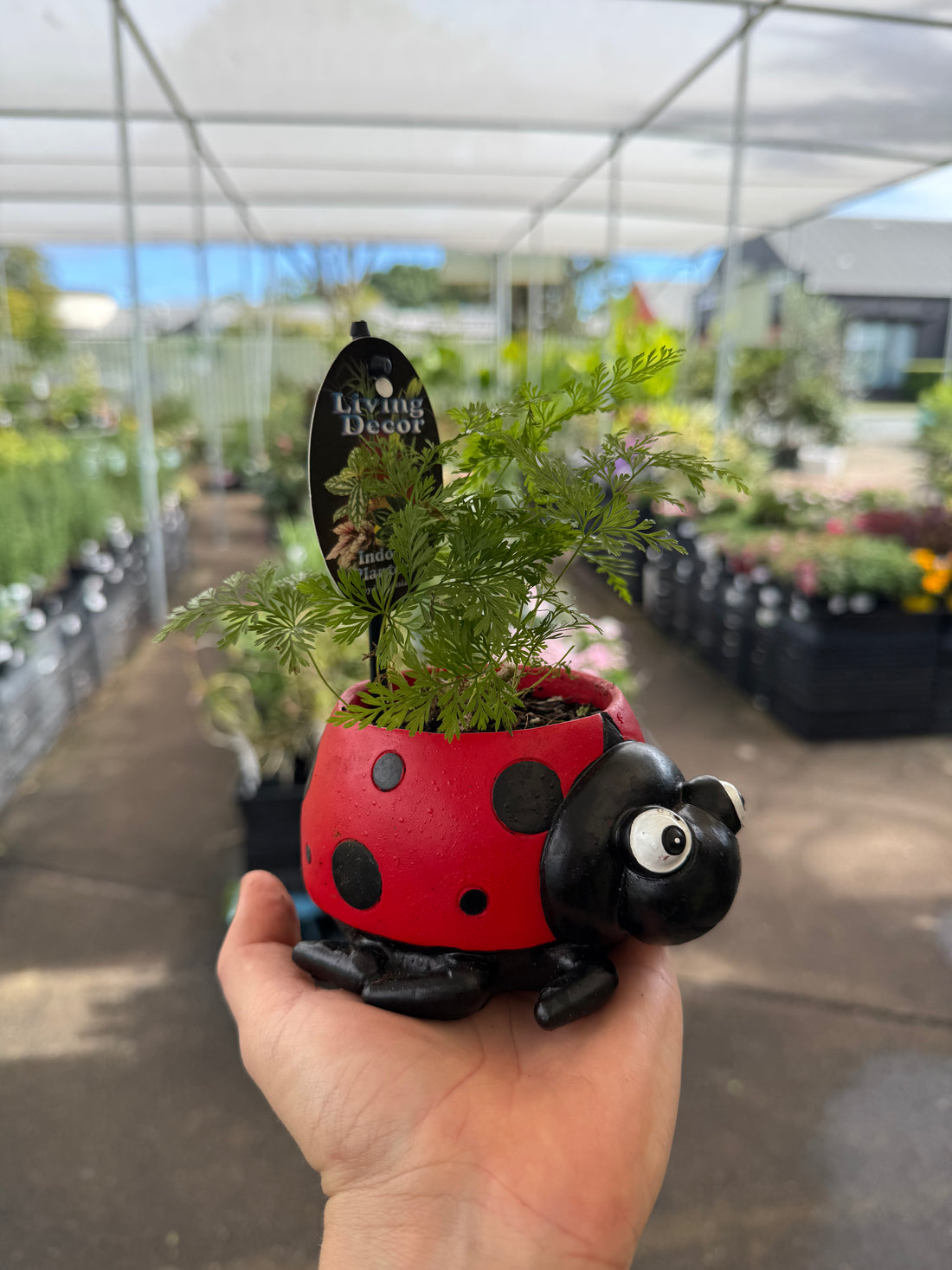 Red Ladybird Planter with Assorted Indoor Plant