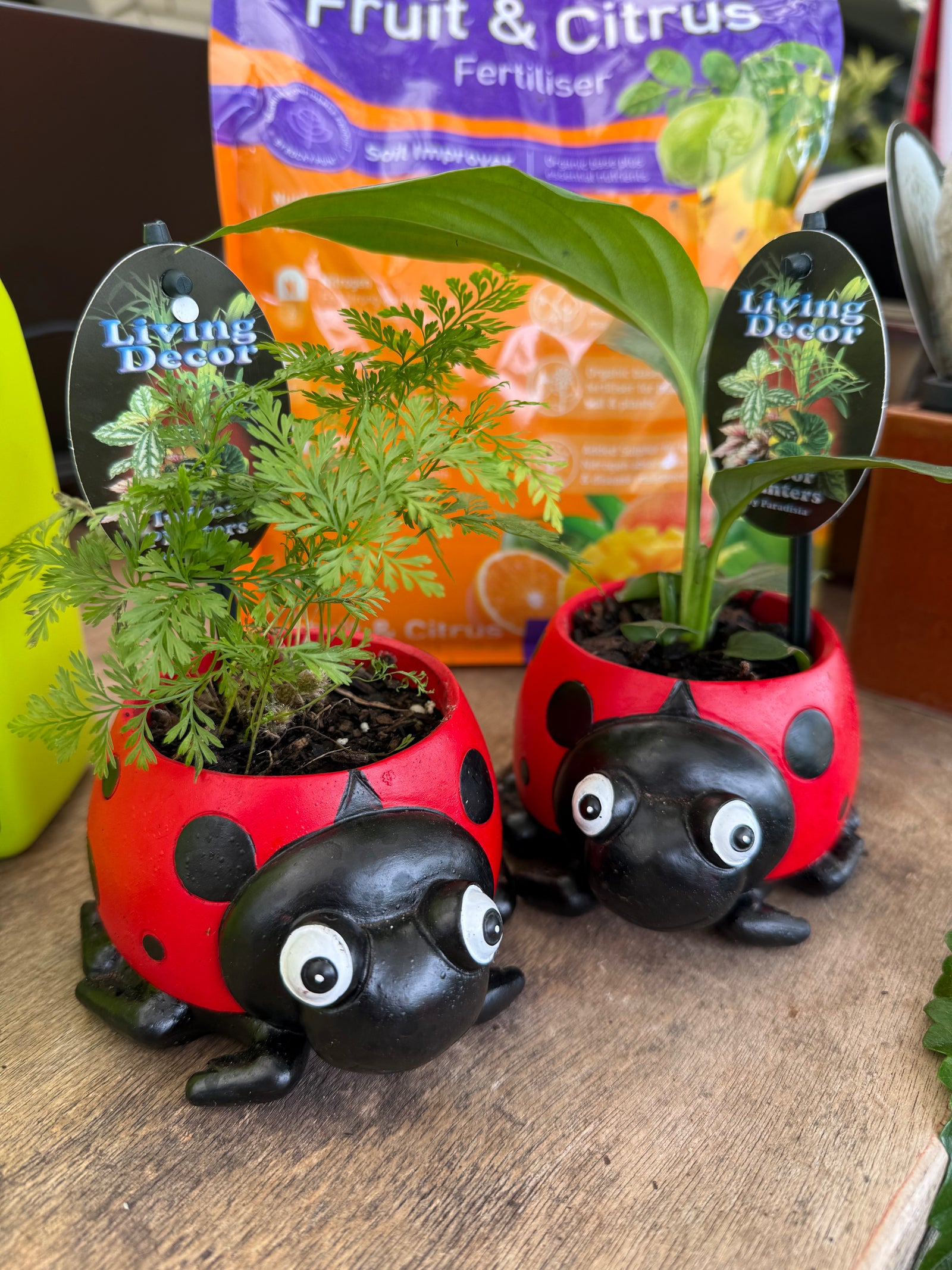 Red Ladybird Planter with Assorted Indoor Plant