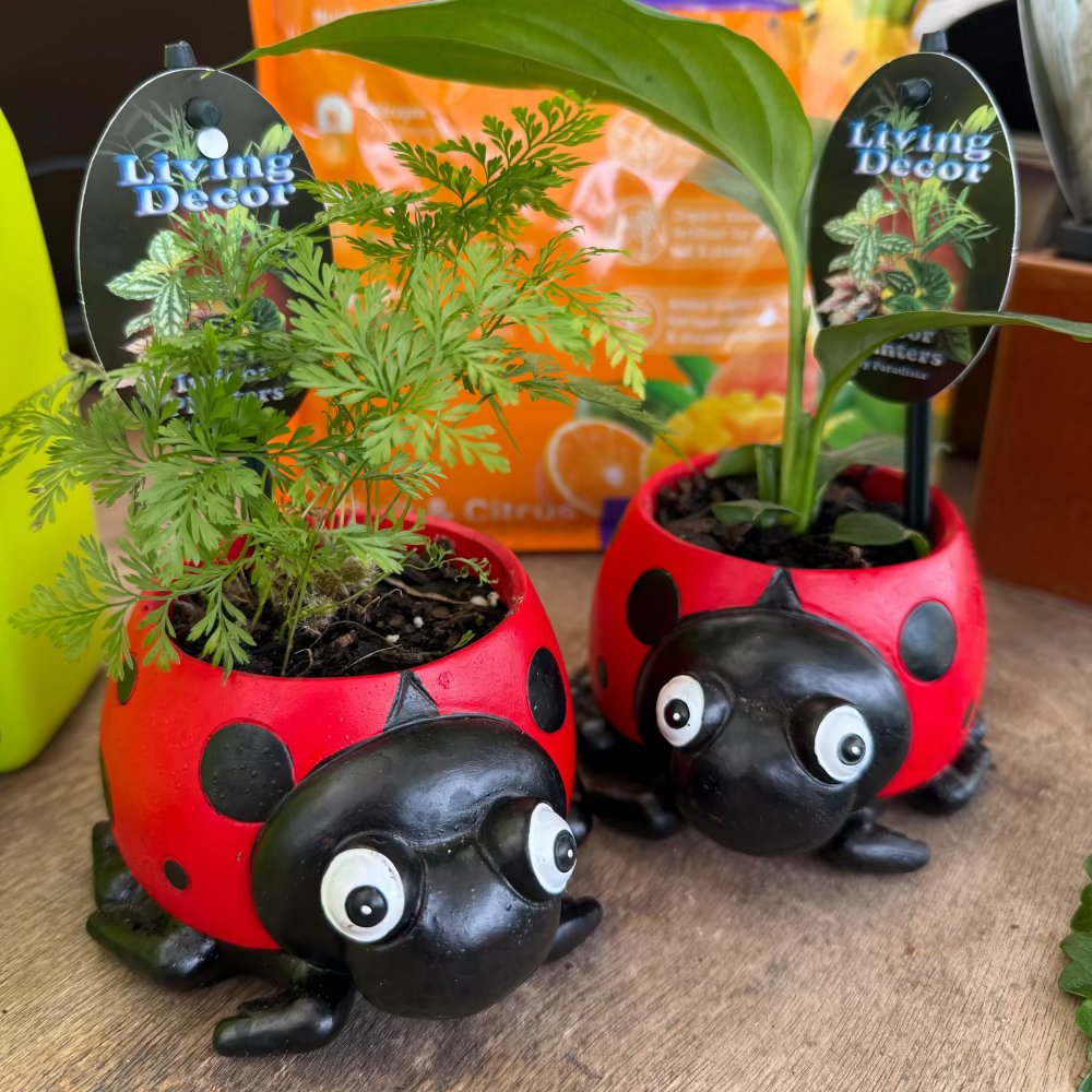 Red Ladybird Planter with Assorted Indoor Plant