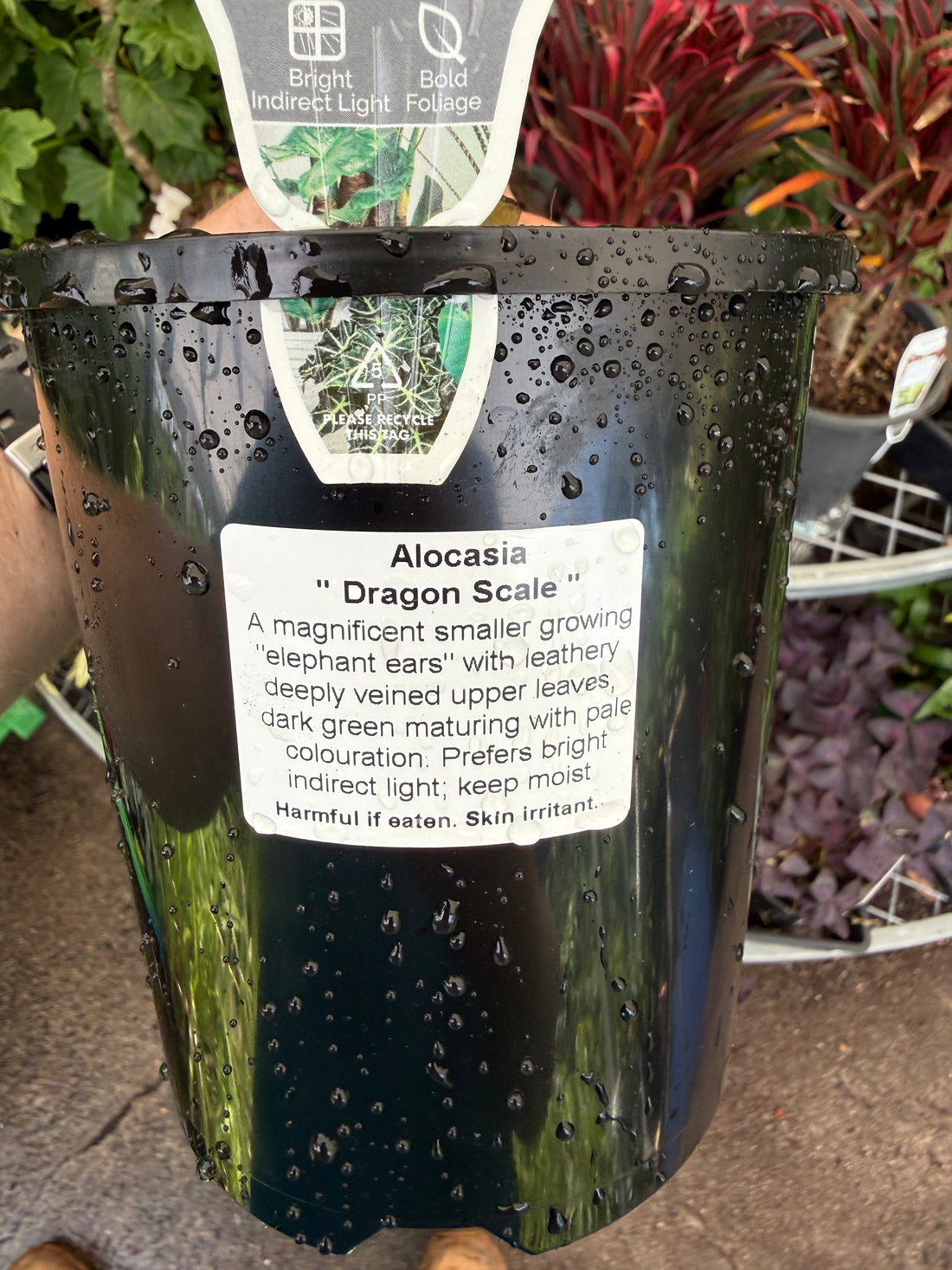 Alocasia 'Dragon Scale' (Alocasia baginda)