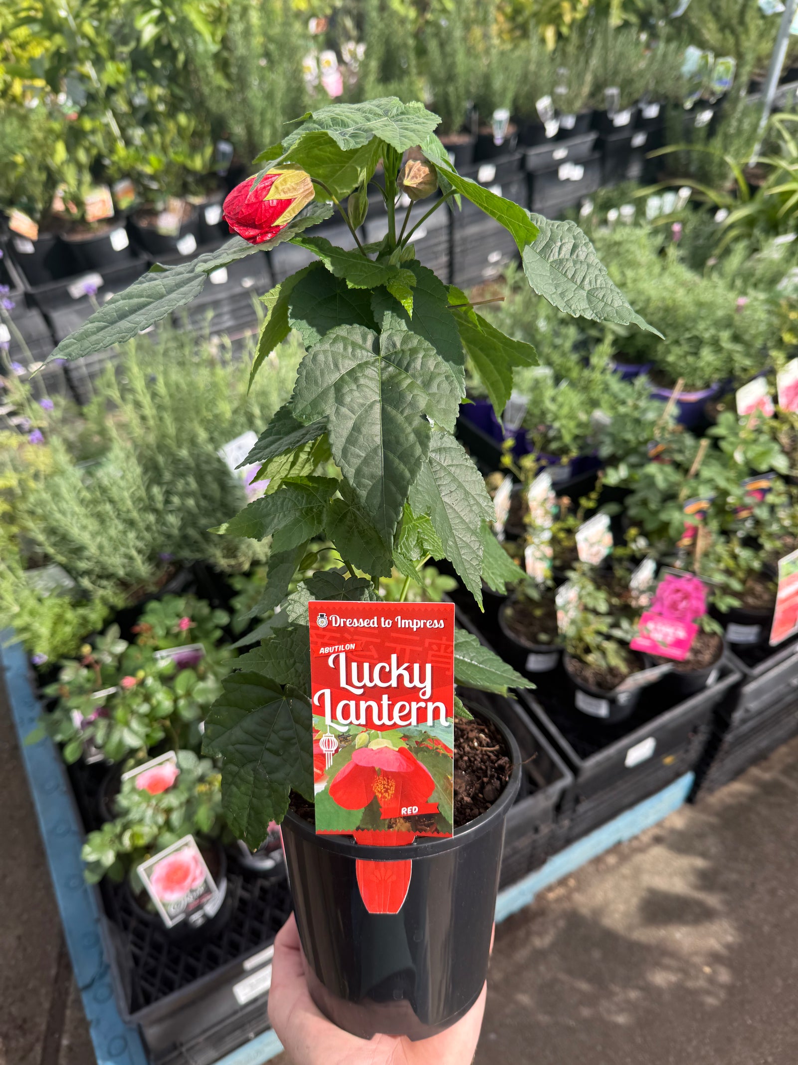 Chinese Lantern 'Lucky Red' (Abutilon)
