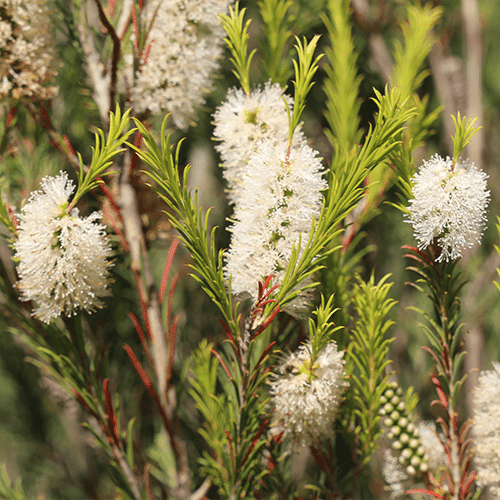 Space Saver (Melaleuca armillaris) - Ladybird Nursery