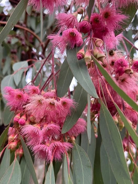 Red - Flowering Ironbark (Eucalyptus sideroxylon Rosea) - Ladybird Nursery