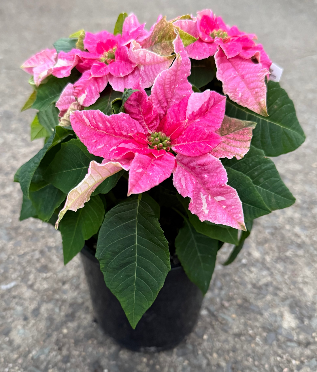 Princettia 'Sparkling Rose'