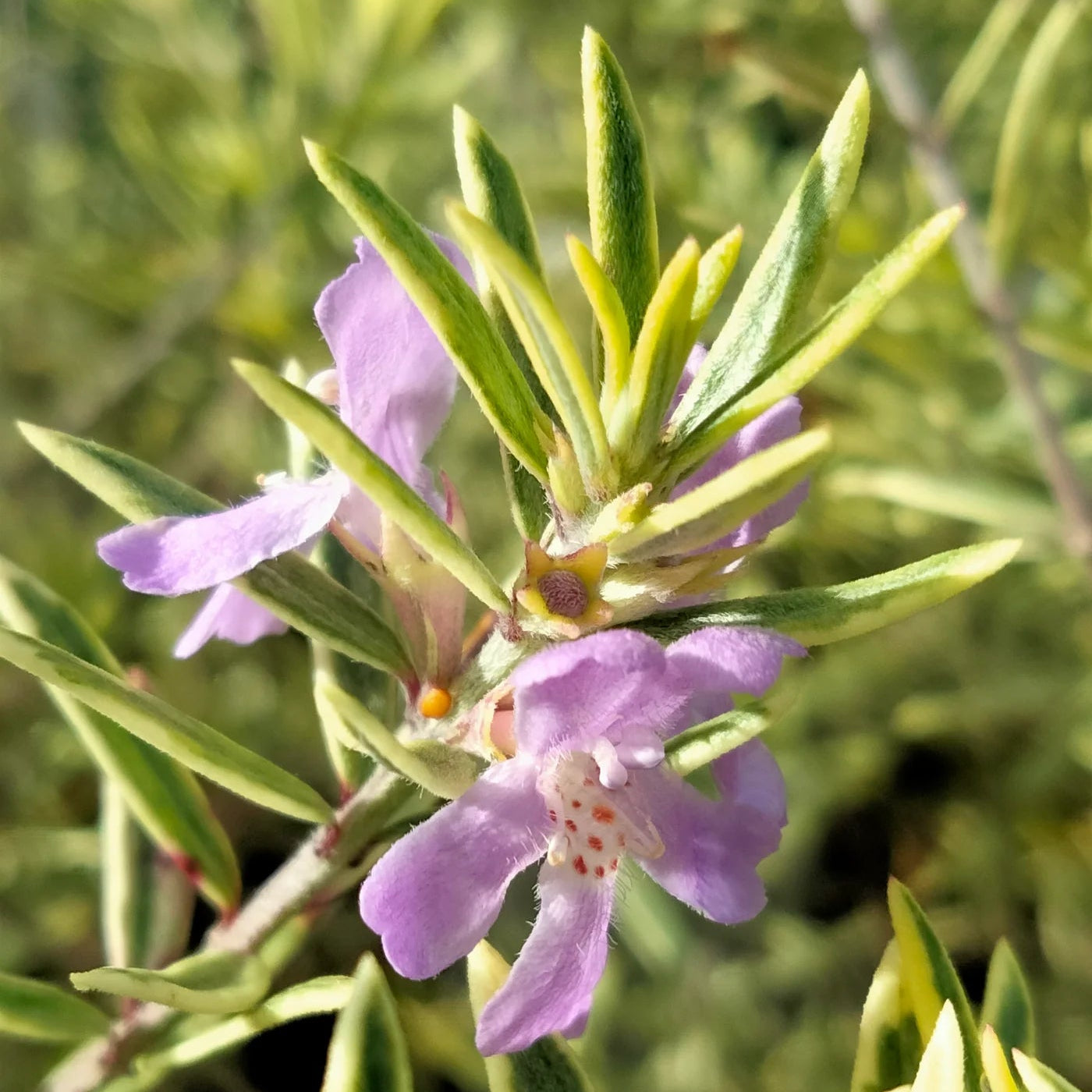 Coastal Rosemary Lilac and Lace (Westringia brevifolia) - Ladybird Nursery