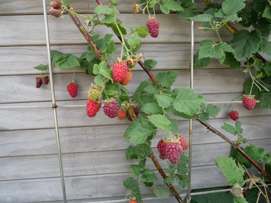 Tayberry 'Buckingham Thornless' - Ladybird Nursery