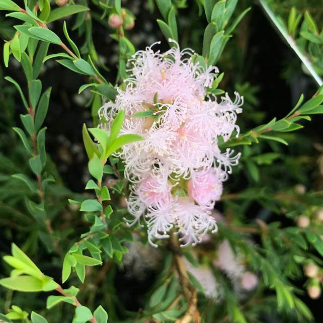 Thyme Honey Myrtle ‘Pink Lace’ (Melaleuca thymifolia) - Ladybird Nursery