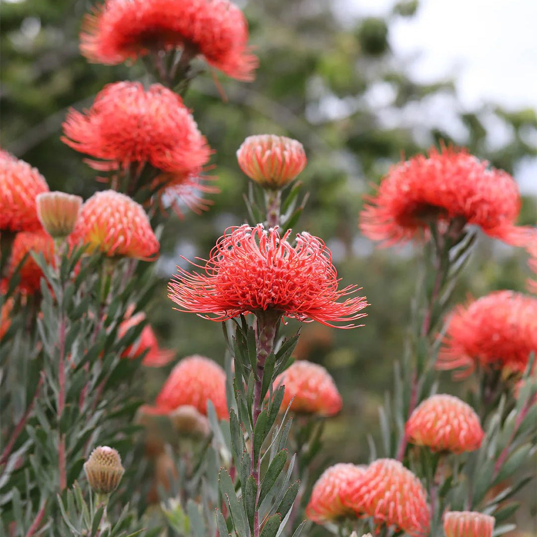 Leucospermum ‘So Exquisite’ - Ladybird Nursery