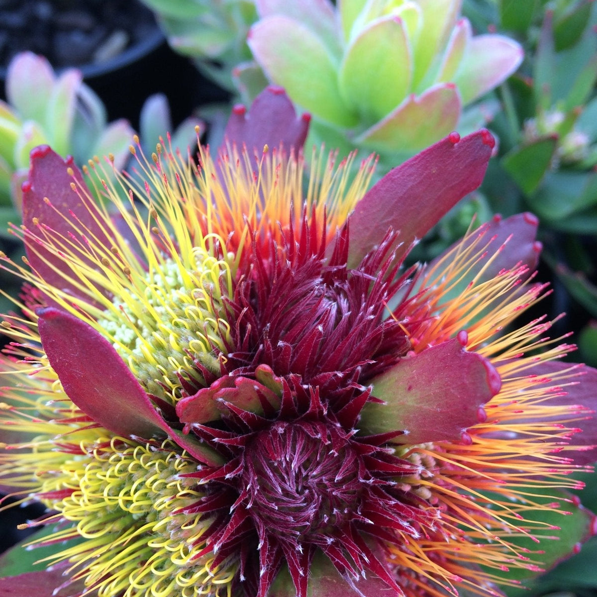 Leucospermum ‘Calypso Red’ - Ladybird Nursery