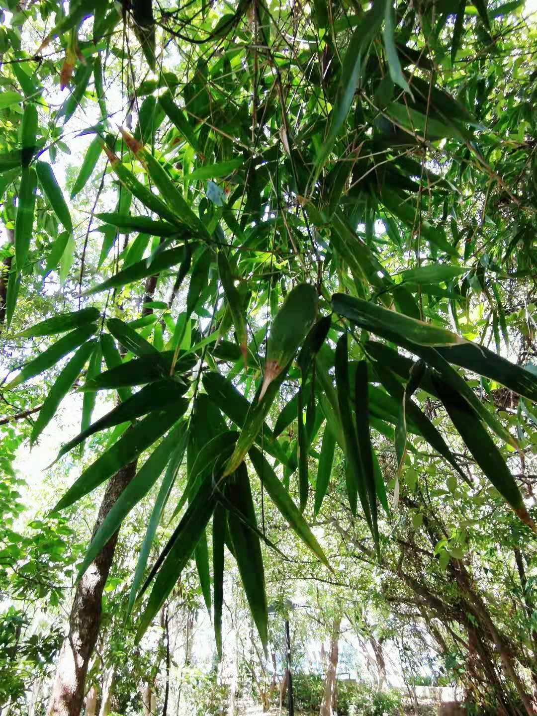 Buho Bamboo (Schizostachyum lumampao) - Ladybird Nursery