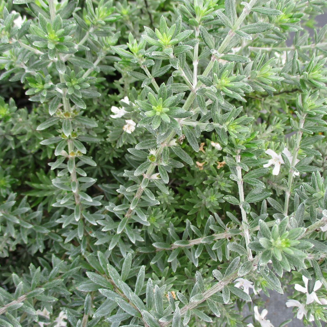 Coastal Rosemary Silver Lining (Westringia brevifolia) - Ladybird Nursery