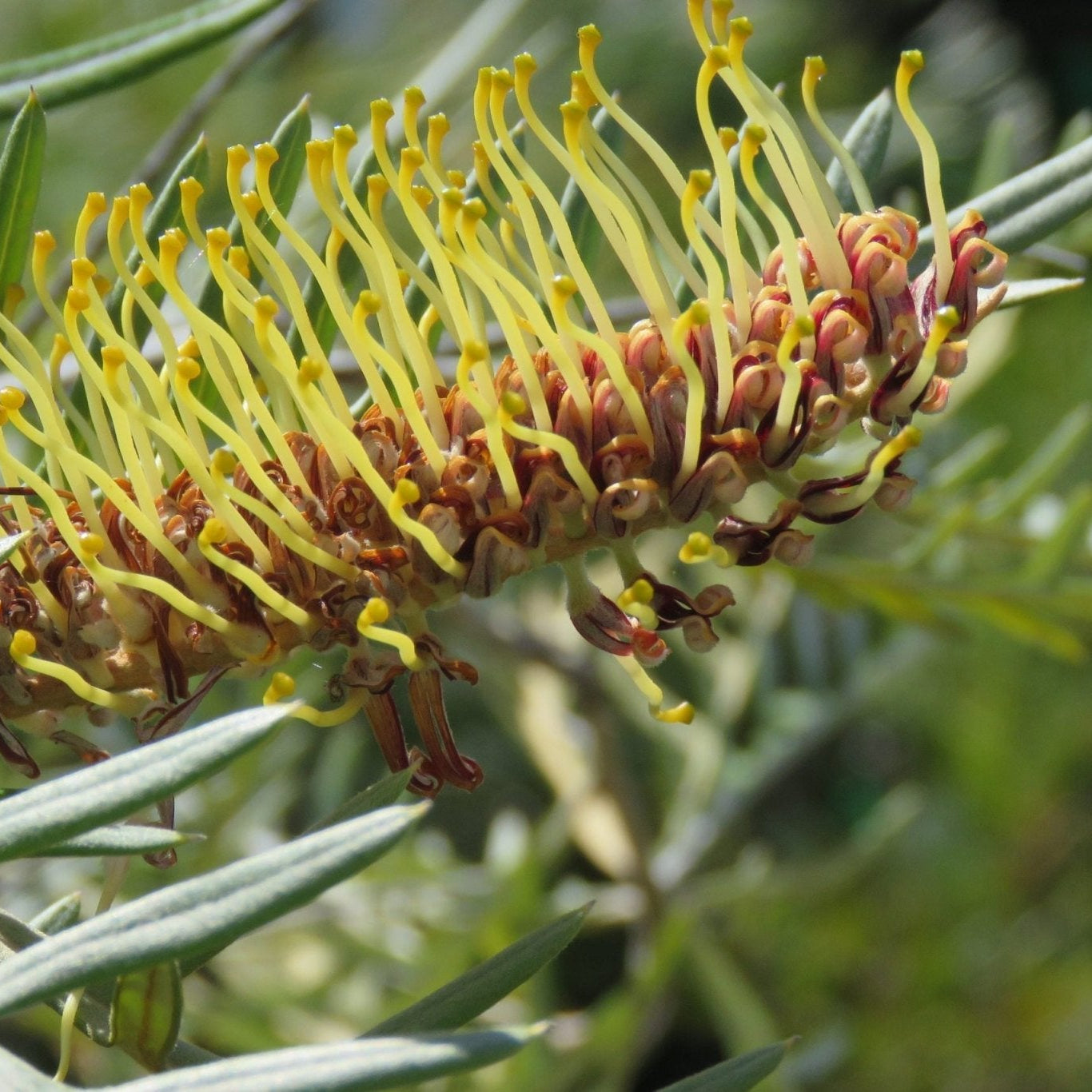 Grevillea Strawberry Blonde - Ladybird Nursery