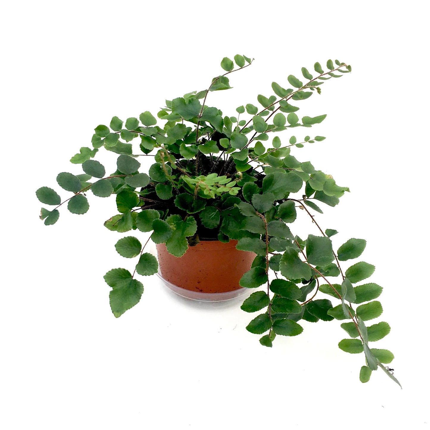 Button Fern (Pellaea rotundifolia)