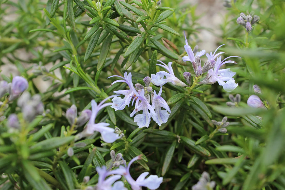 Rosemary Semi Prostrate (Rosmarinus officinalis) - Ladybird Nursery