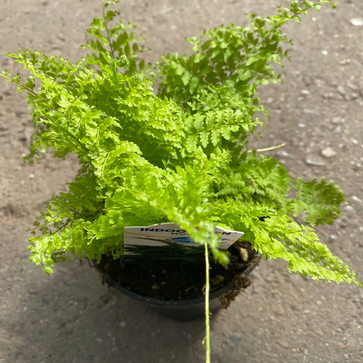 Boston Fern Marisa (Nephrolepis exaltata) - Ladybird Nursery