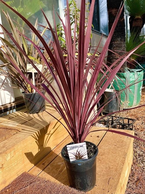 Cordyline (Cordyline Pocahontas) - Ladybird Nursery
