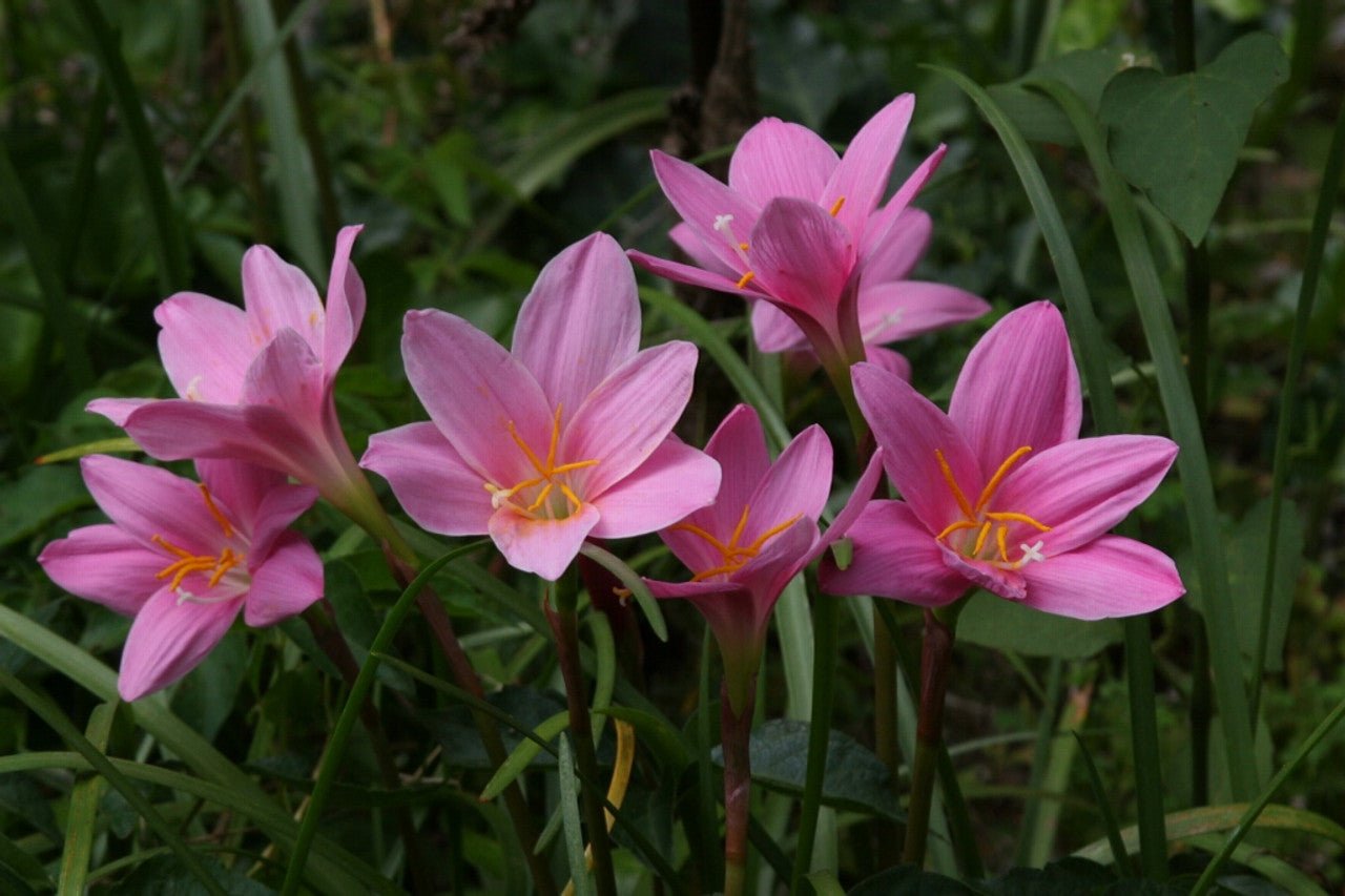 Rain Lily (Zephyranthes grandiflora) - Ladybird Nursery