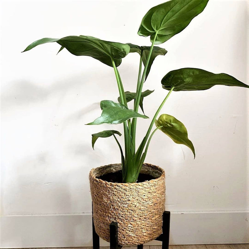 Hooded Dwarf Elephant Ear (Alocasia cucullata)