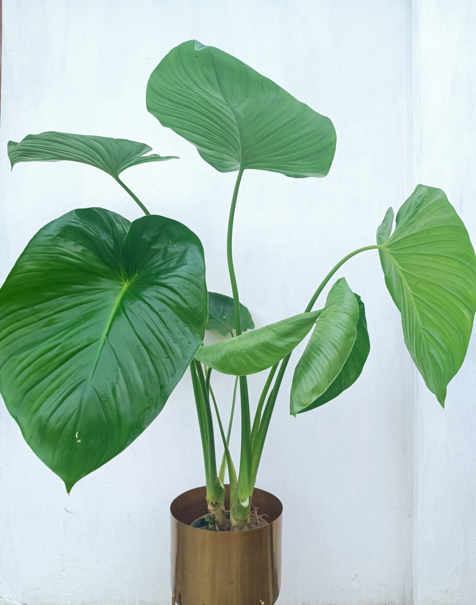 Elephant Ear (Alocasia spp.) - Ladybird Nursery
