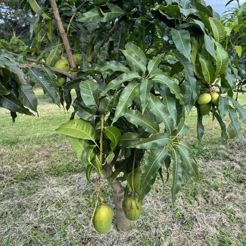 Mango 'Kamerunga White' - Ladybird Nursery