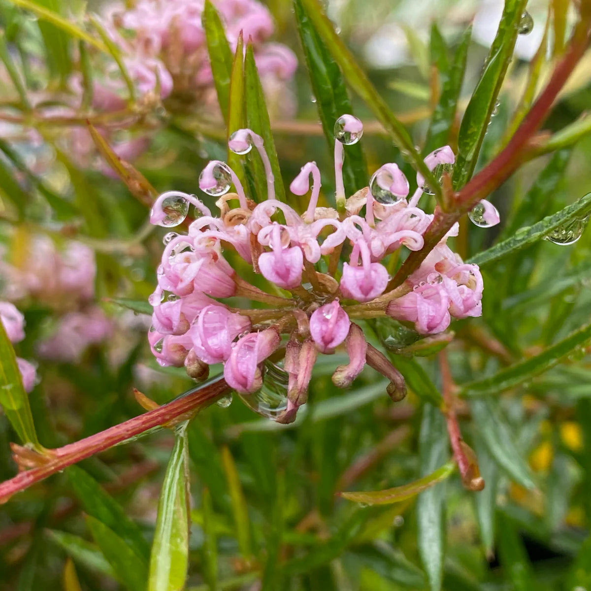 Grevillea Pink Midget