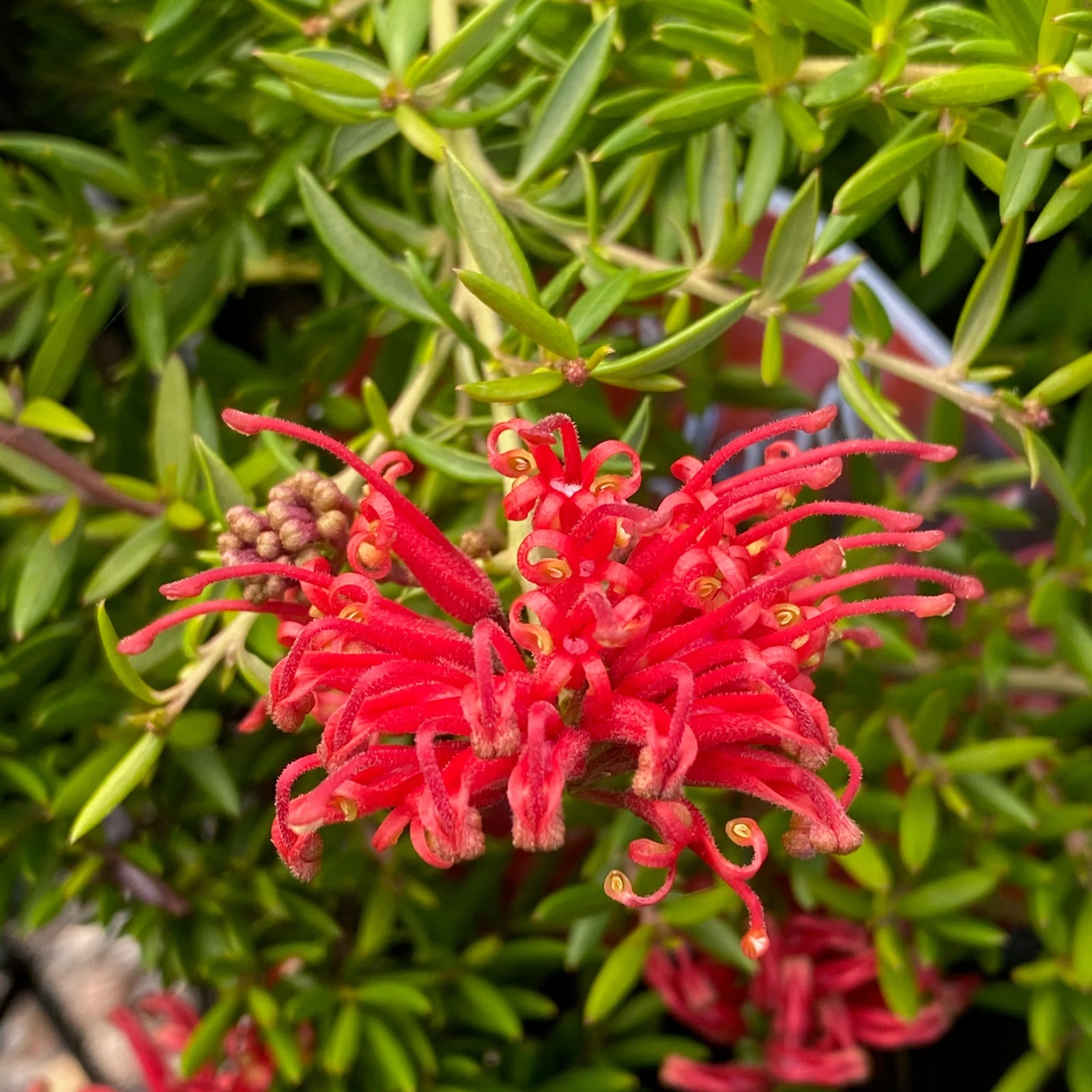 Grevillea Forest Rambler - Ladybird Nursery