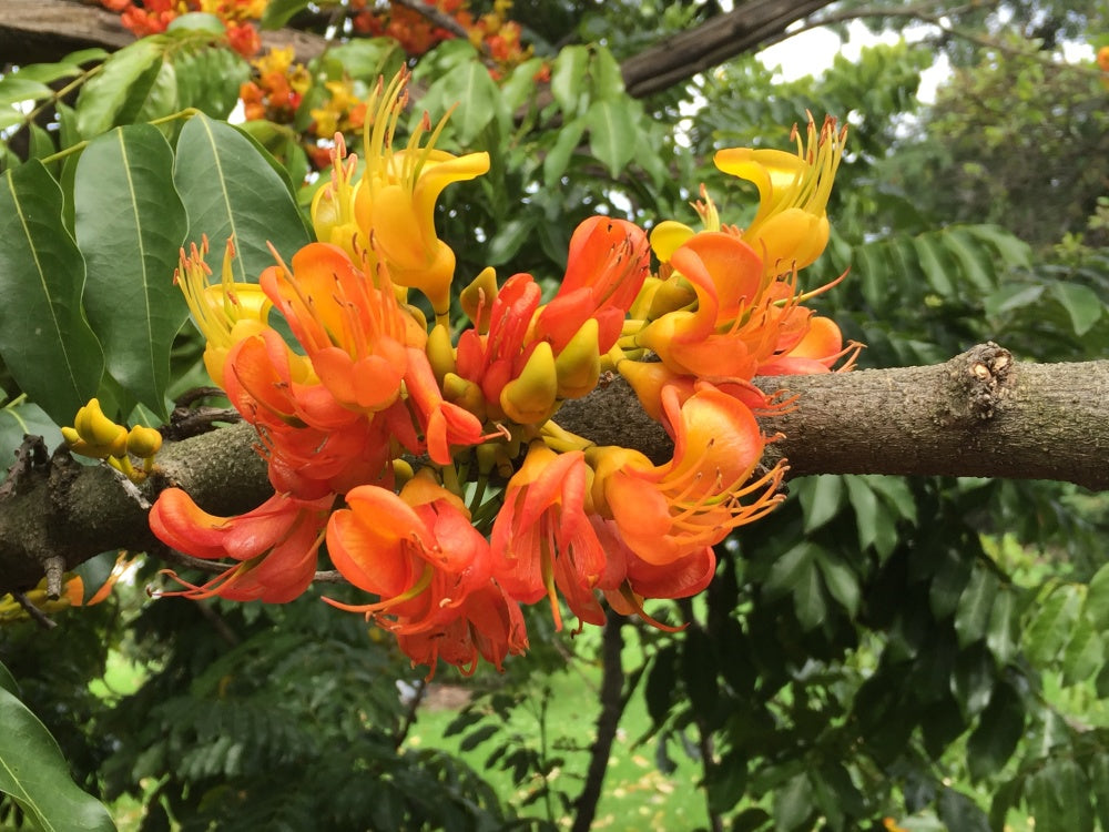 Magic Bean (Castanospermum australe)