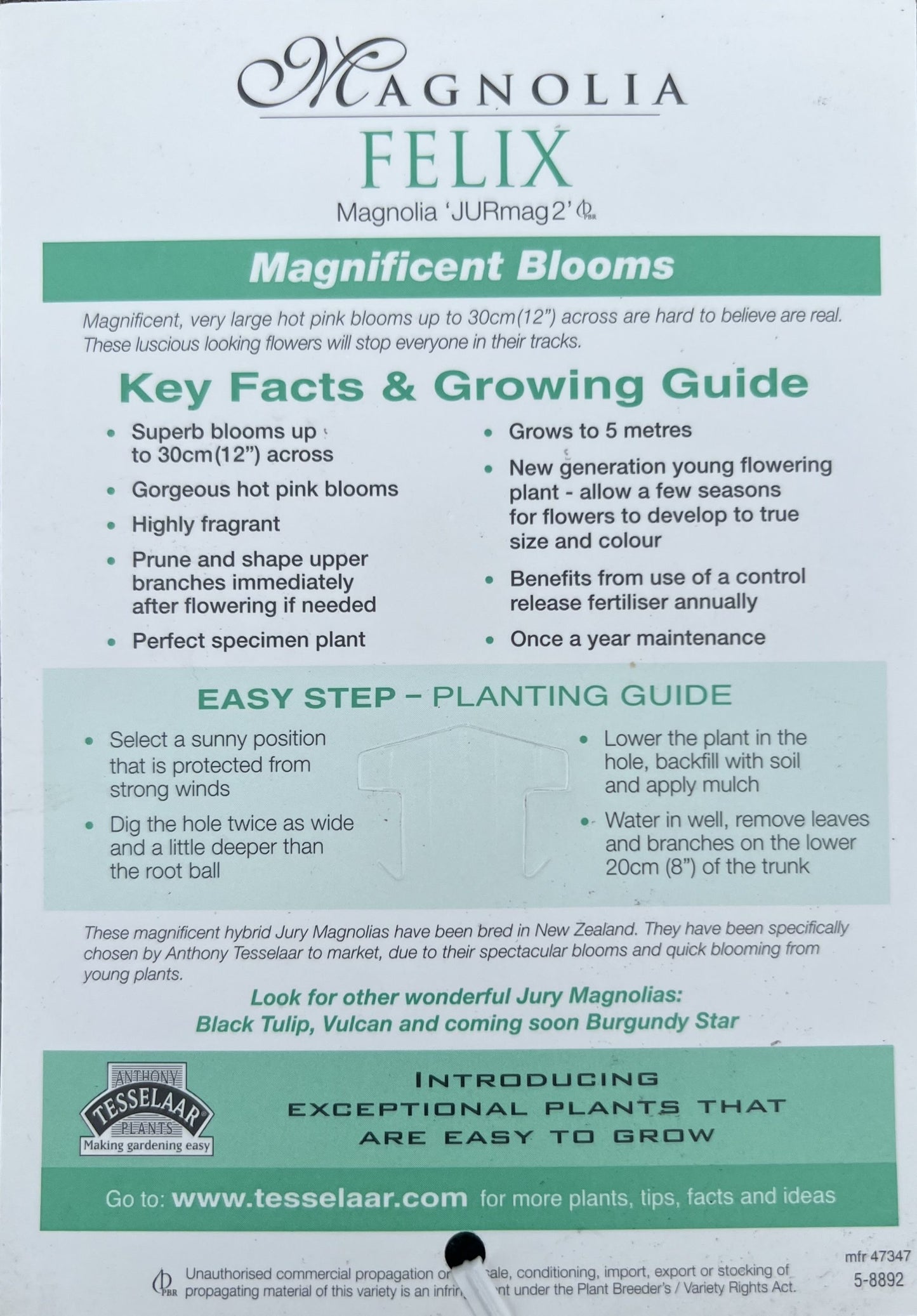 Magnolia Felix 300mm (PICK UP ONLY)