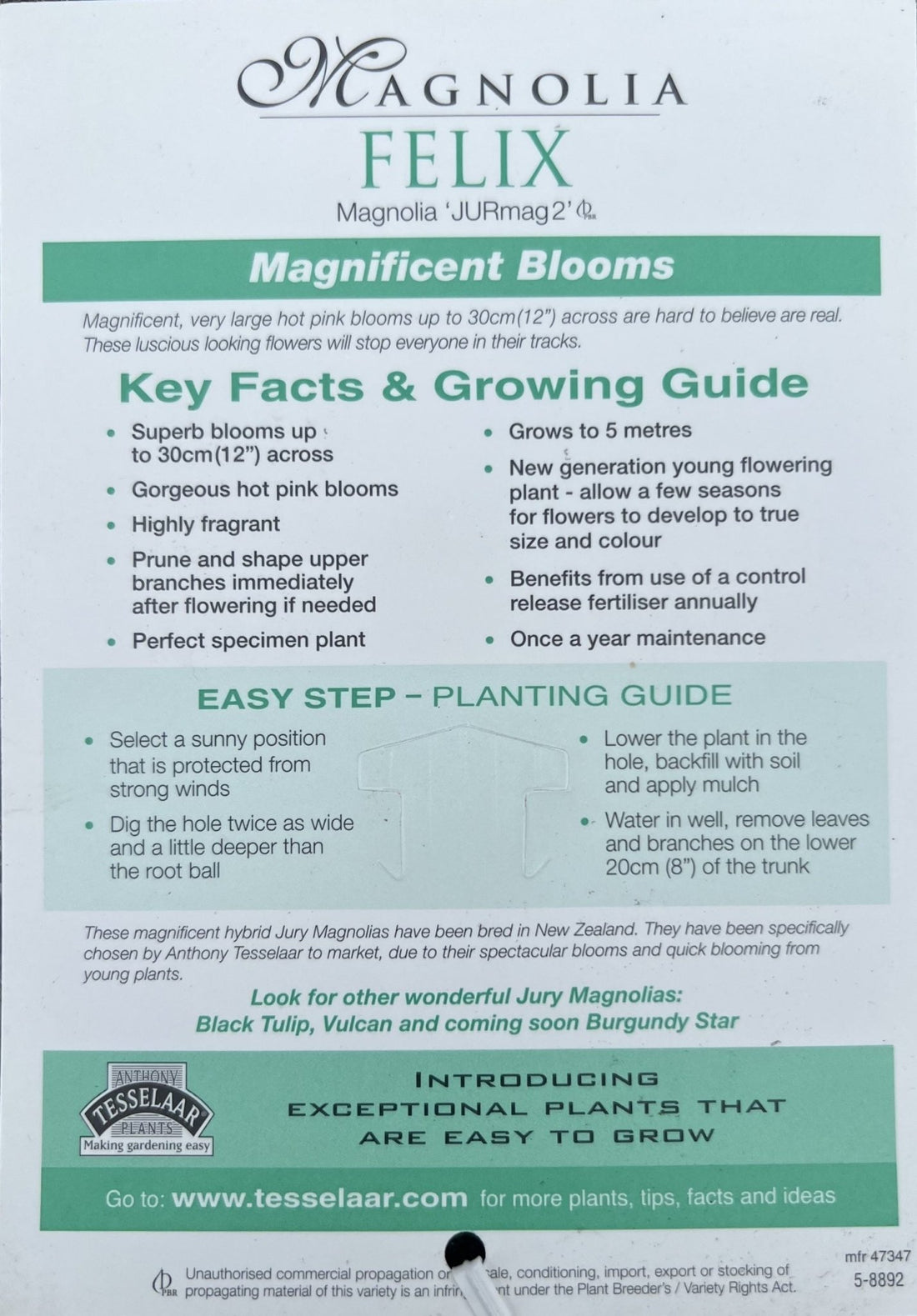 Magnolia Felix 300mm (PICK UP ONLY) - Ladybird Nursery