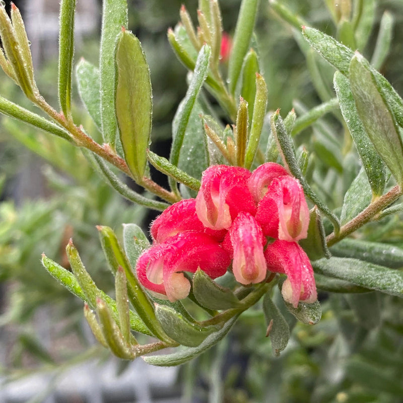 Grevillea 'Gin Gin Gem'