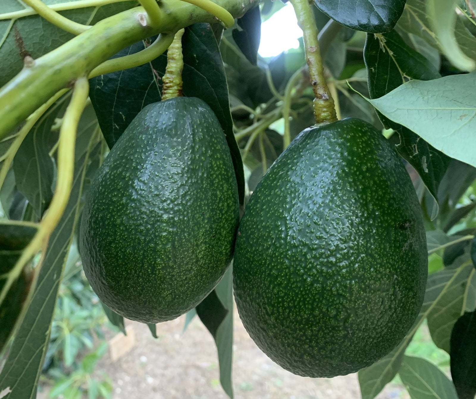 Avocado Bacon (B Type) - Ladybird Nursery