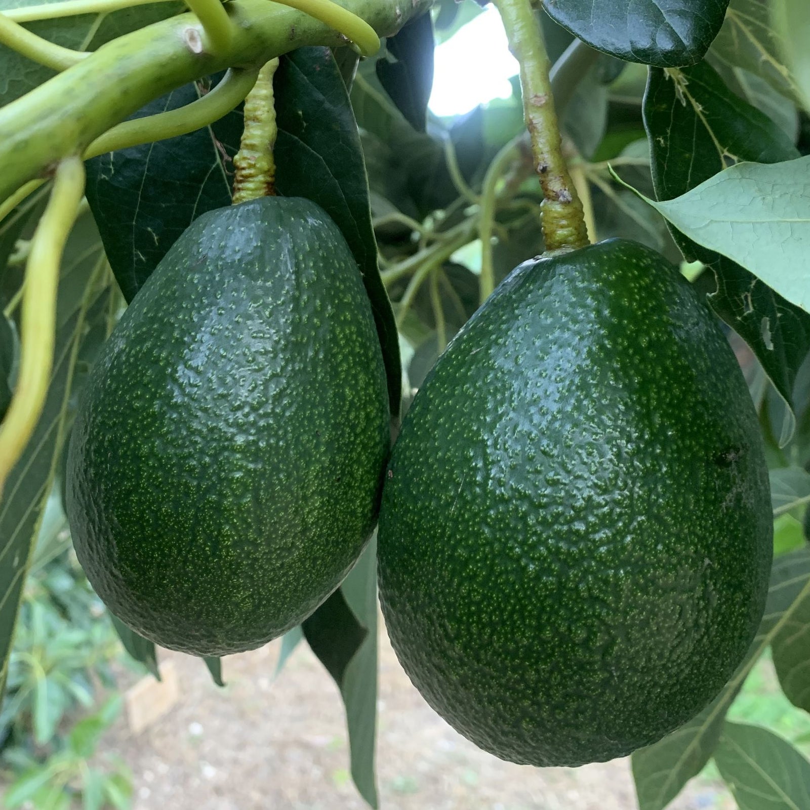 Avocado Bacon (B Type) - Ladybird Nursery