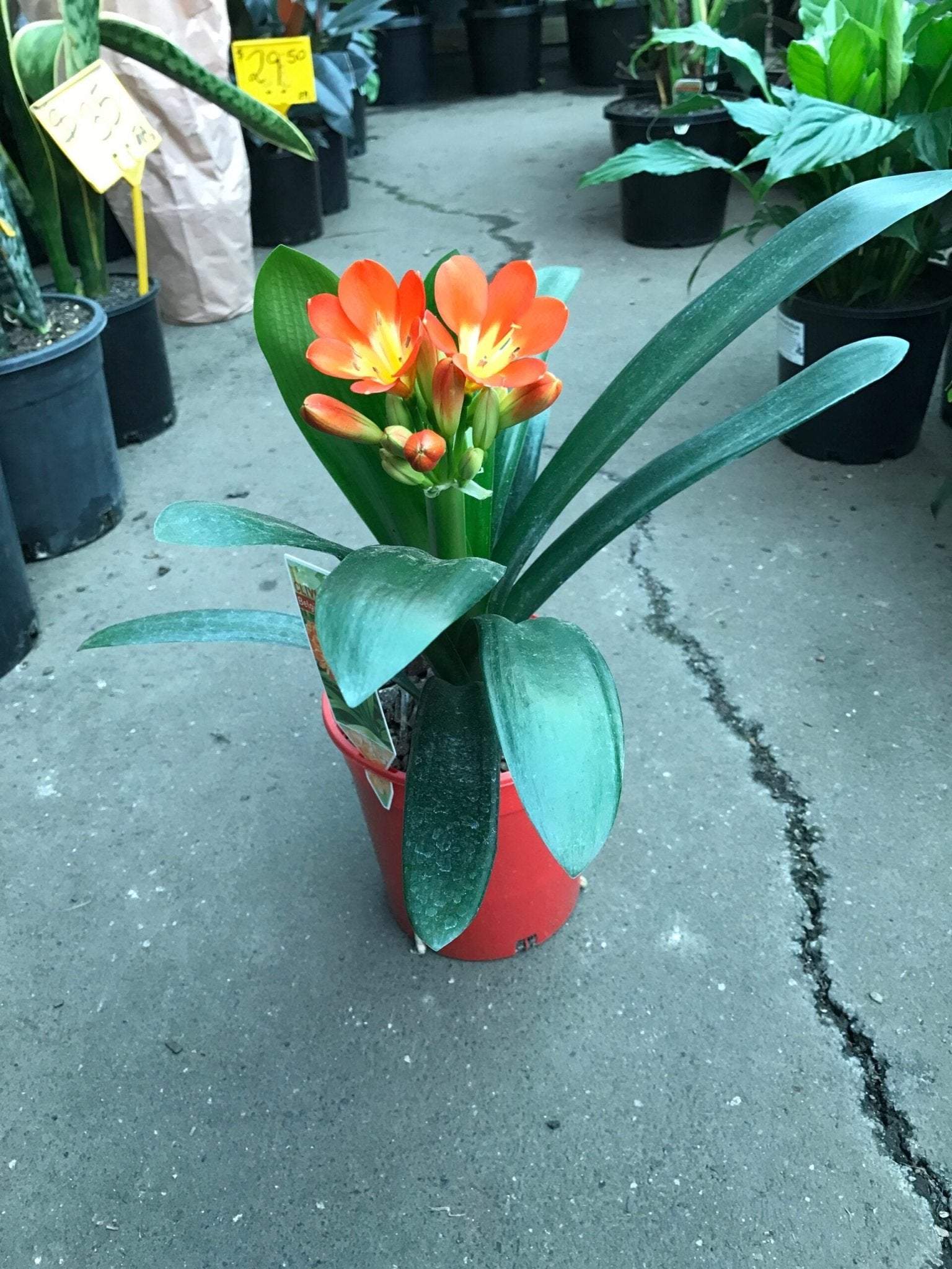 Clivia Hybrid - Ladybird Nursery
