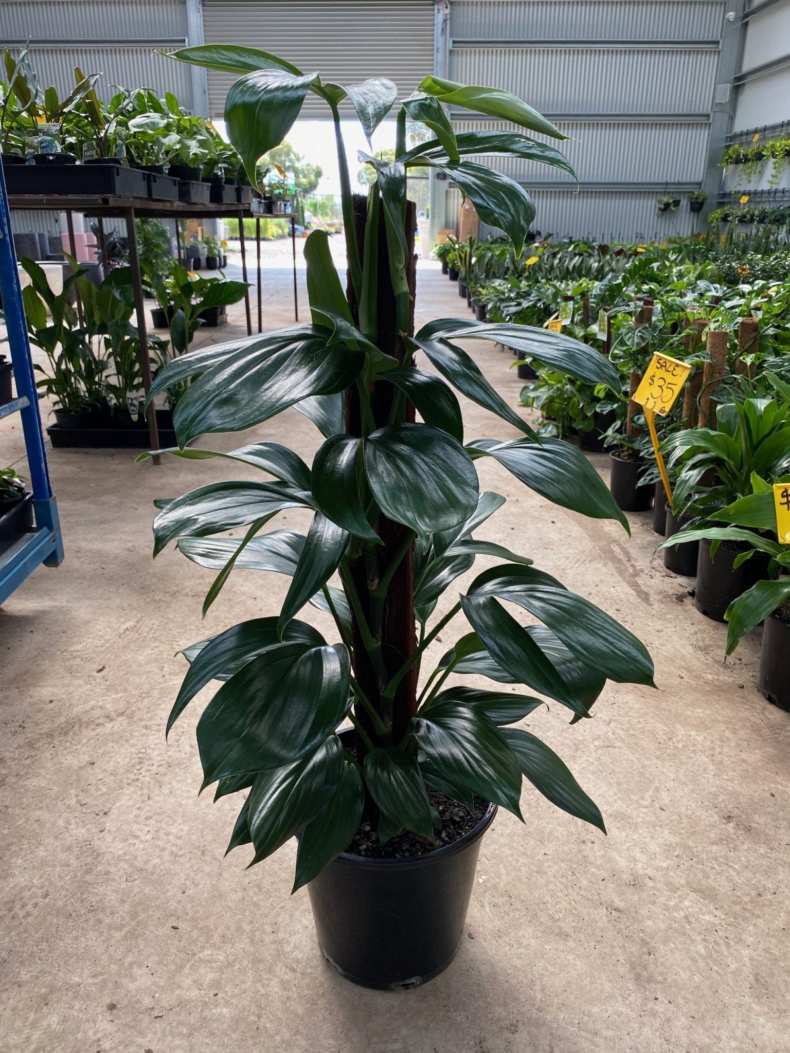 Dragon Tail Plant (Epipremnum pinnatum) - Ladybird Nursery